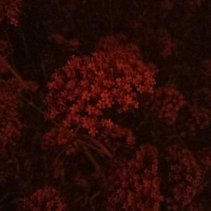 中国按摩強奸片
